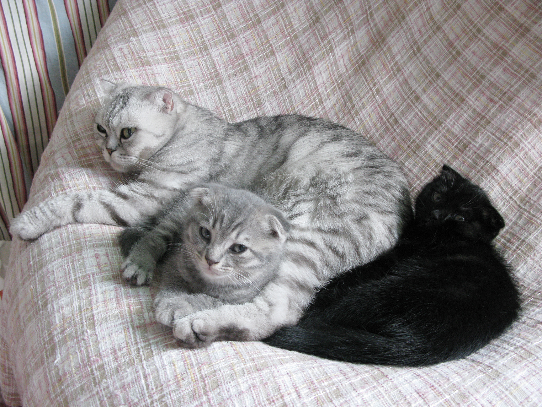 自家养的折耳猫宝宝~找个好人家-家养出售-宠物送养区-杭州19楼