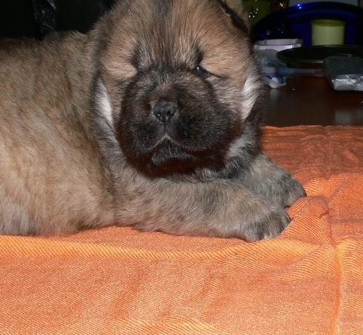 本月热卖-极品肉嘴黑白松狮-支持空运-支持上门看狗