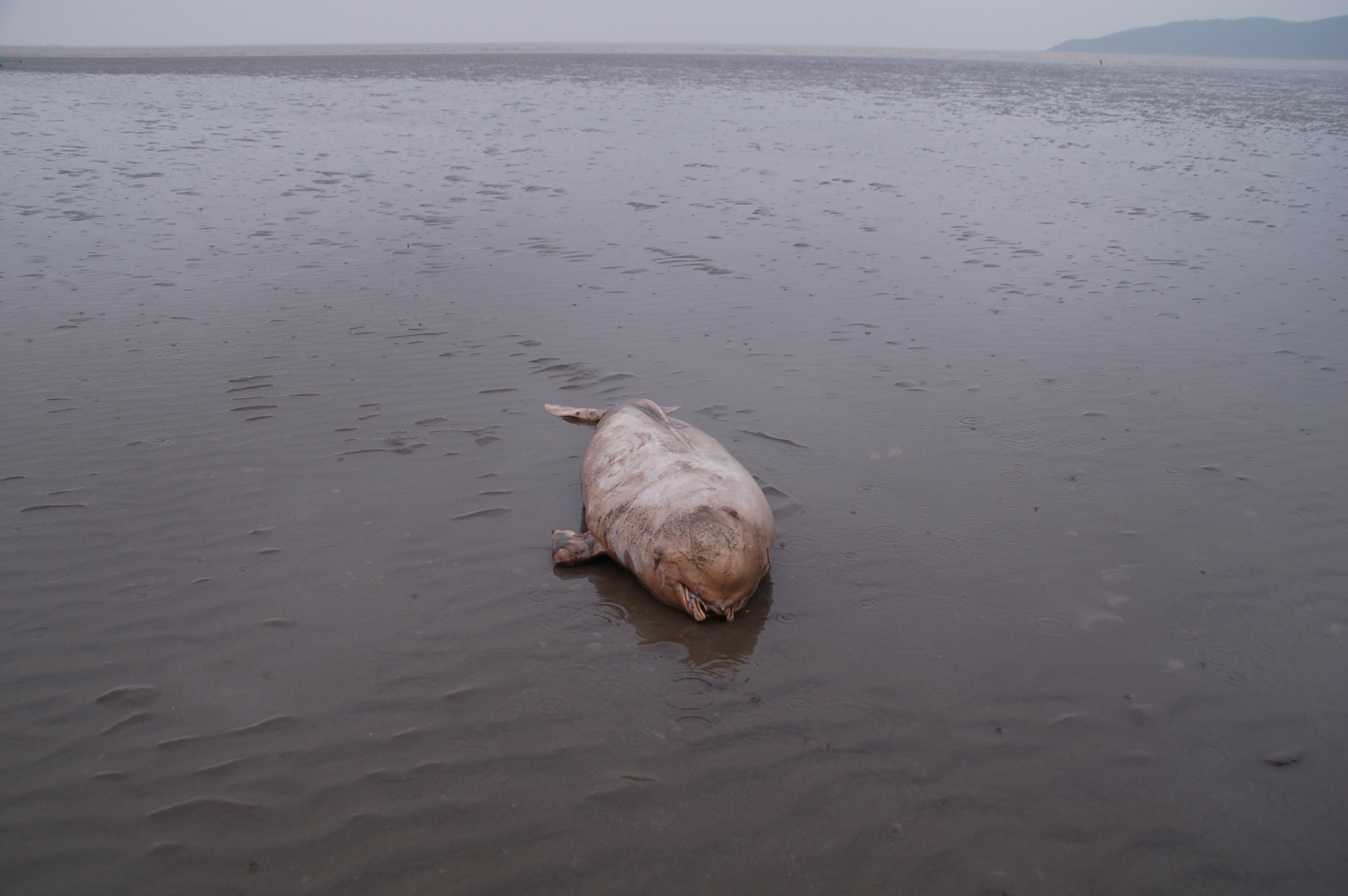 岱山海滩惊现搁浅海豚,可惜忆!