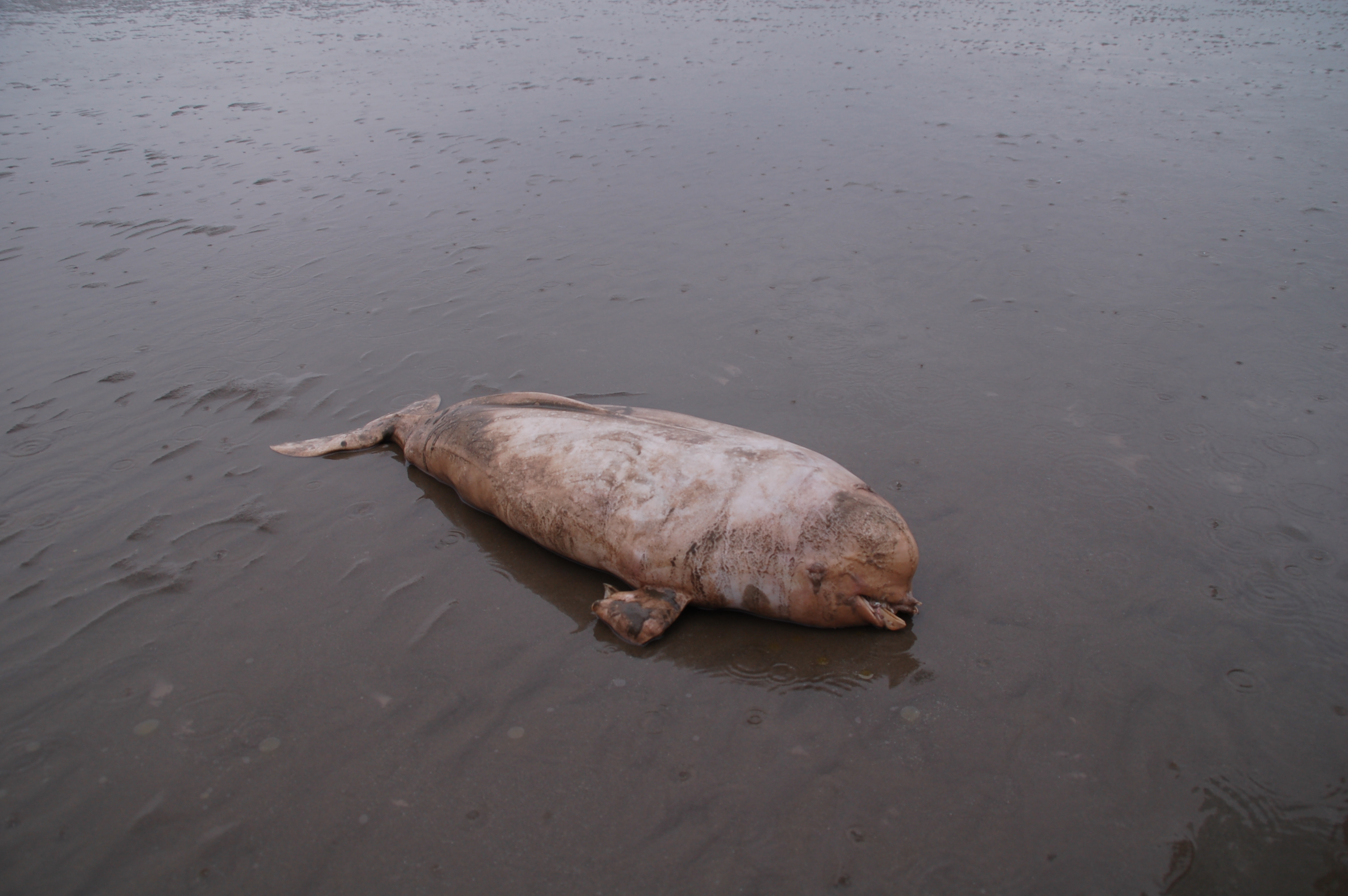 岱山海滩惊现搁浅海豚,可惜忆!