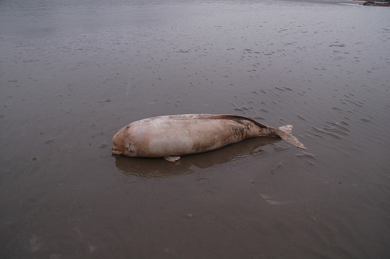 岱山海滩惊现搁浅海豚,可惜忆!