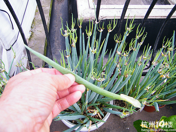 分享天葱30日13时以前要的给准备以后的以后吧