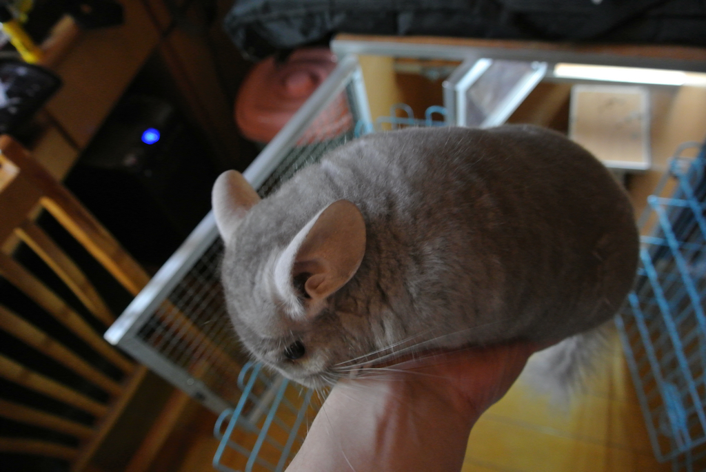 【出售家养6个月浅咖龙猫dd】送柜笼全套 食物工具玩具【已售出】