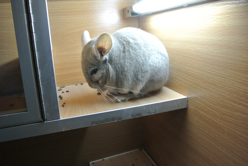 【出售家养6个月浅咖龙猫dd】送柜笼全套 食物工具玩具【已售出】