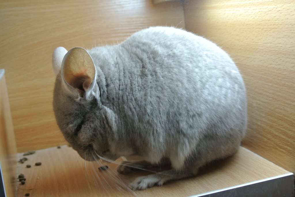 【出售家养6个月浅咖龙猫dd】送柜笼全套 食物工具玩具【已售出】