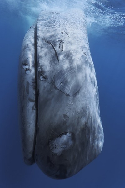 一头蓝鲸遭轮船撞击身体断裂死亡