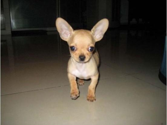 世界上最小的袖珍狗狗——吉娃娃幼犬找新家