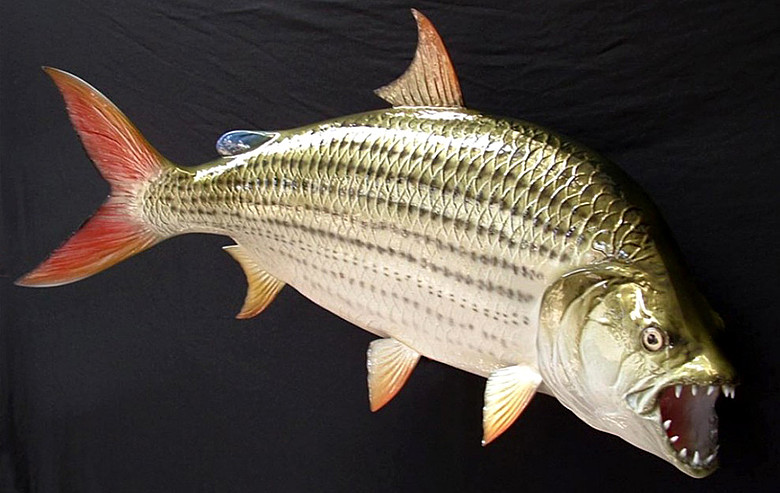 垂钓者捕到巨型非洲虎鱼 32颗牙如剃刀可攻击鳄鱼