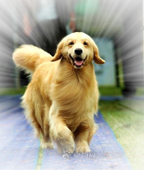 金毛蒂亚戈直子拉菲ex钱德勒直女hugo的宝宝接受预定(家养品质)