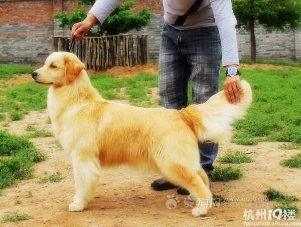 金毛蒂亚戈直子拉菲ex钱德勒直女hugo的大毛怪宝宝来了