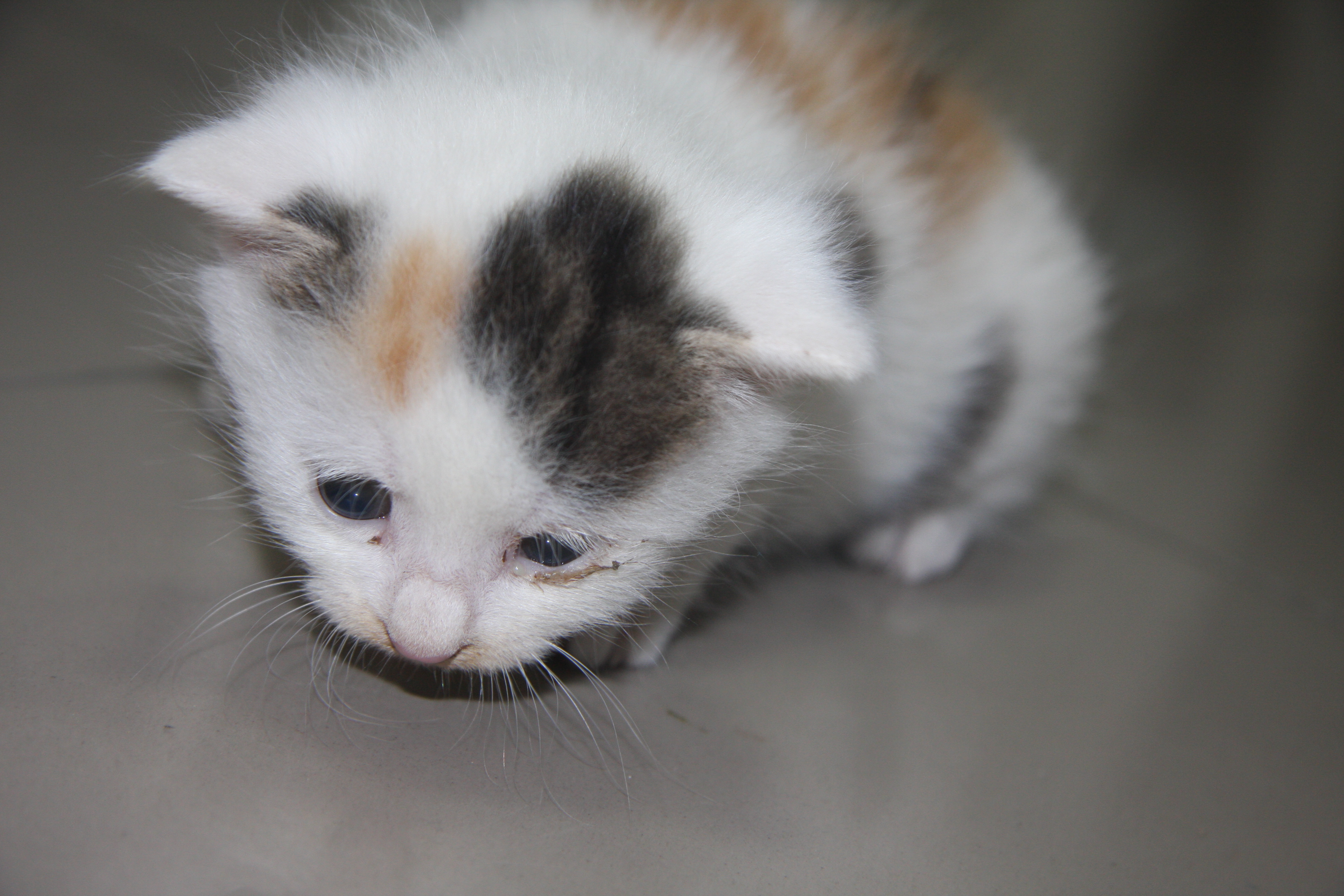 10天左右的小猫,刚睁开眼,求领养