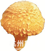 杭州的這些蘑菇千萬吃不得