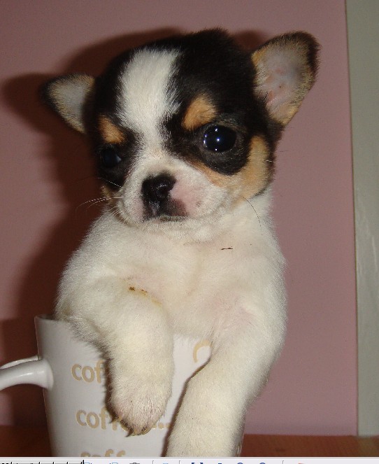 纯种墨西哥袖珍吉娃娃 cku认证血统