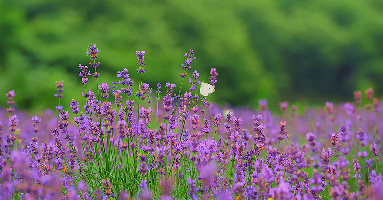 杭州哪里有薰衣草|杭州薰衣草门票|桐庐巴比松薰衣草|余杭薰衣草