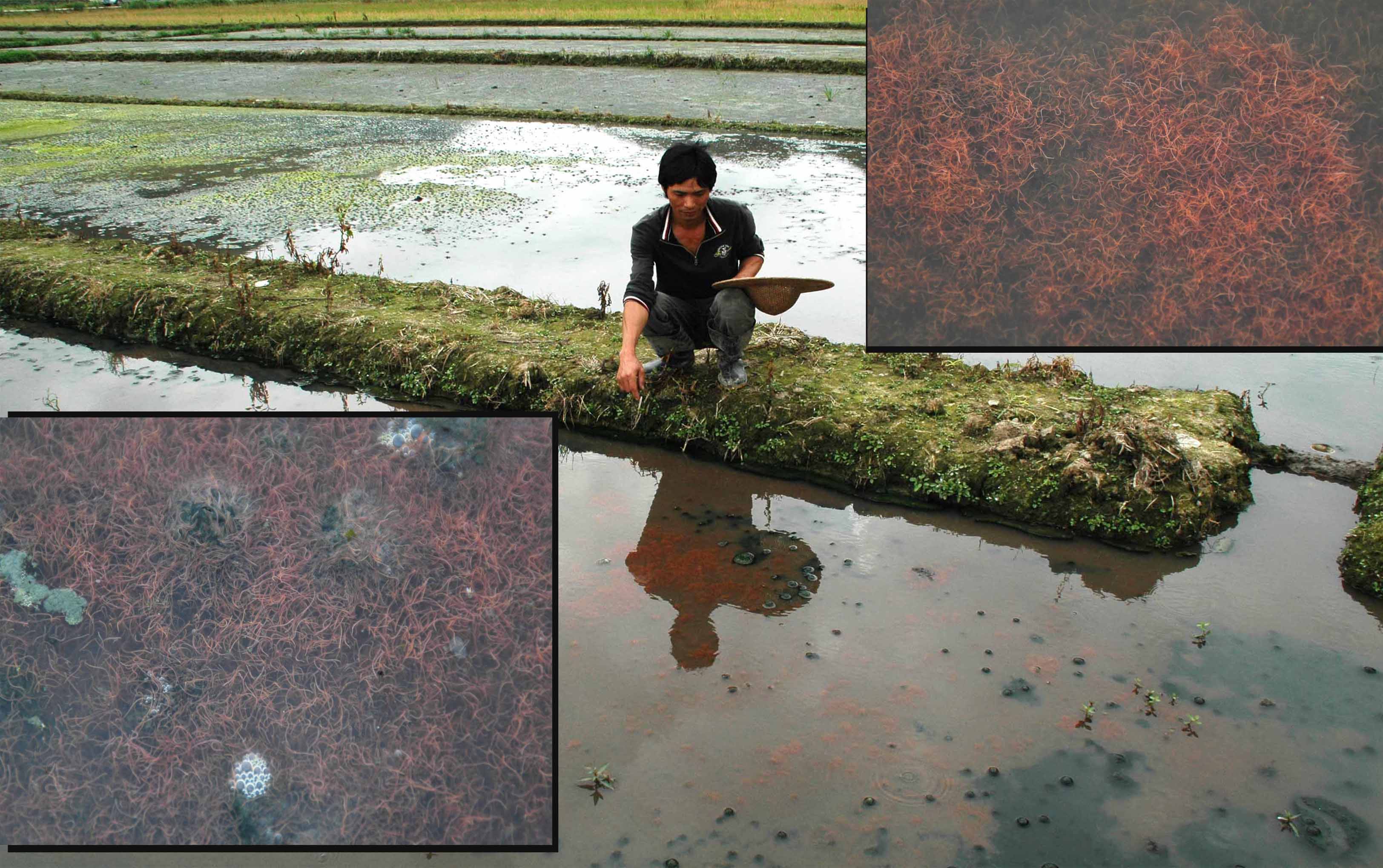 养殖水蚯蚓,农民走循环农业道路的致富经