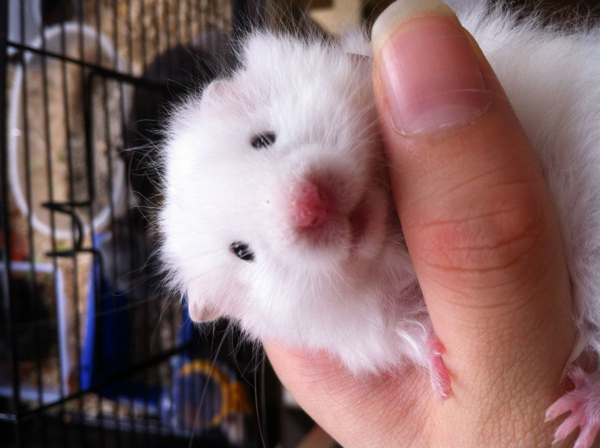 转自家养的几只西施熊(注意是仓鼠,不是狗)