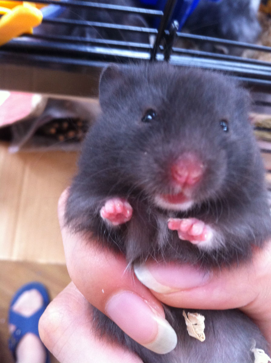 转自家养的几只西施熊(注意是仓鼠,不是狗)