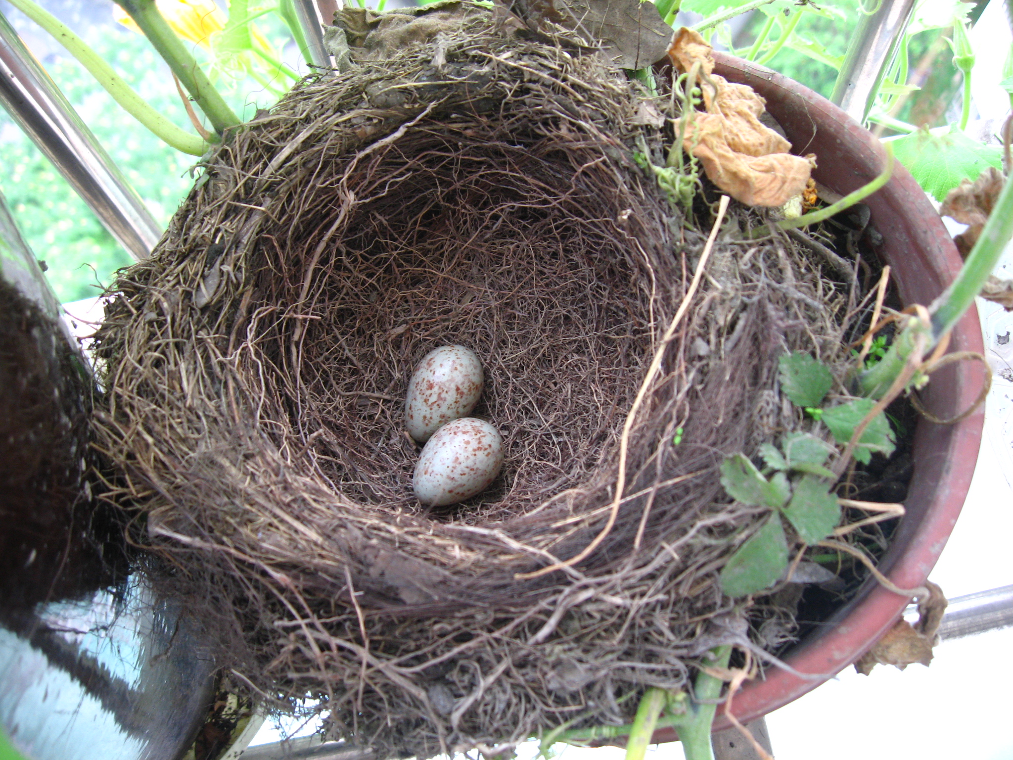 乌鸫在我家窗口筑了个窝雏鸟变小鸟了