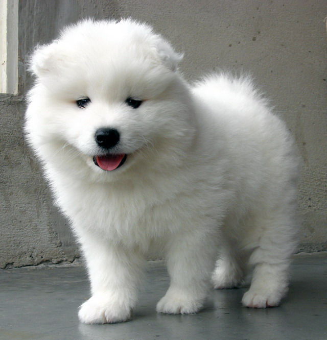 杭州哪里有萨摩耶出售家养纯种萨摩幼犬 品质优健康可爱 疫苗全