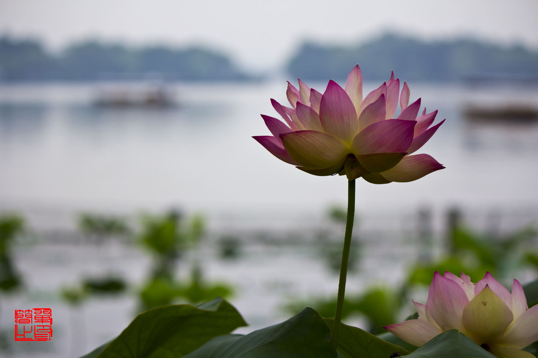 朵朵莲花 为你怒放 赐你幸福 给你吉祥