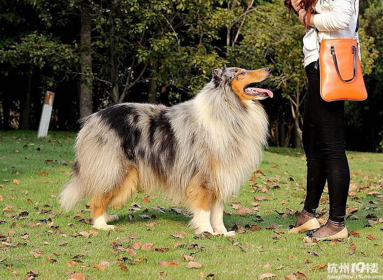 美系3/4血系3色苏牧妹妹有人喜欢吗?