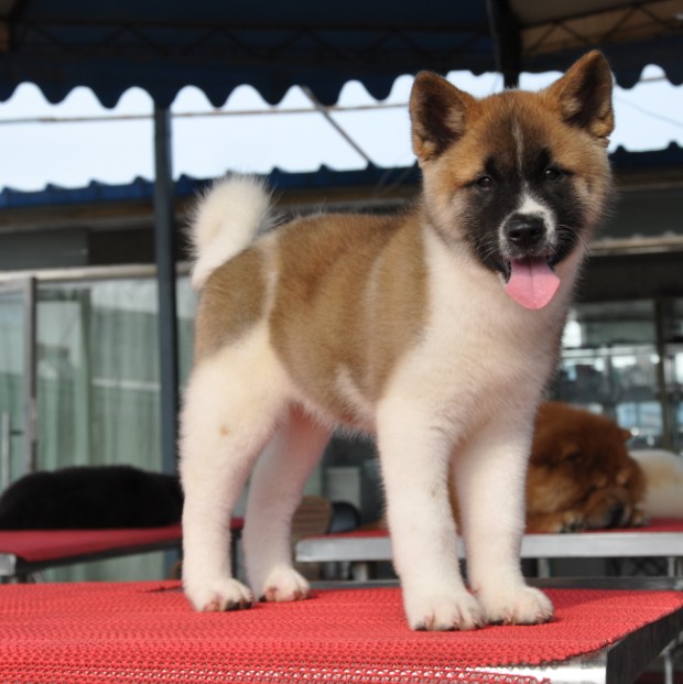 杭州秋田犬多少