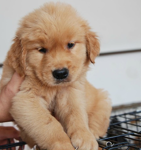 杭州金毛犬价格纯种杭州金毛犬价钱金毛犬图片 金毛犬报价多少