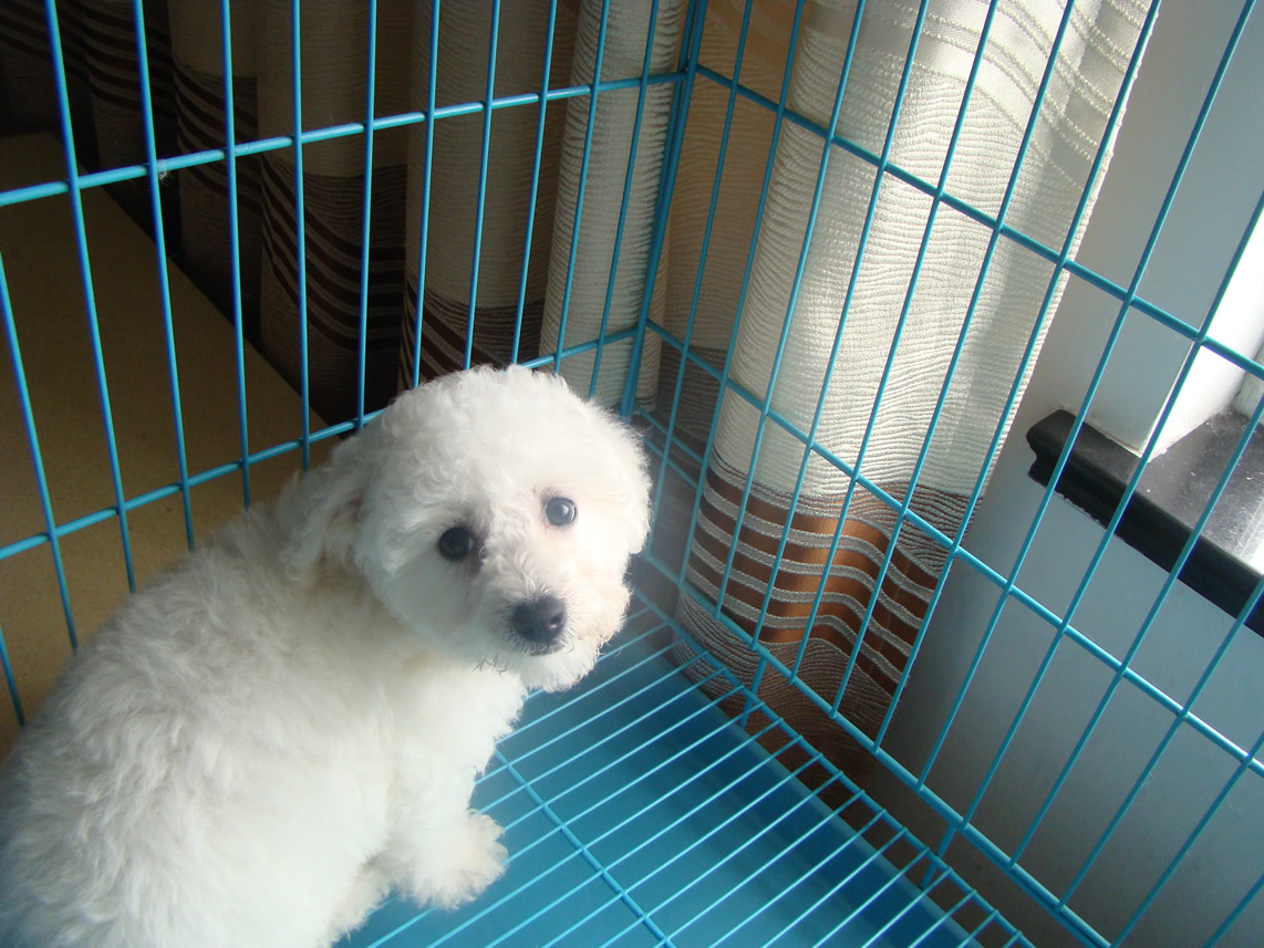 家养2个月大卷毛比熊宝宝便宜卖