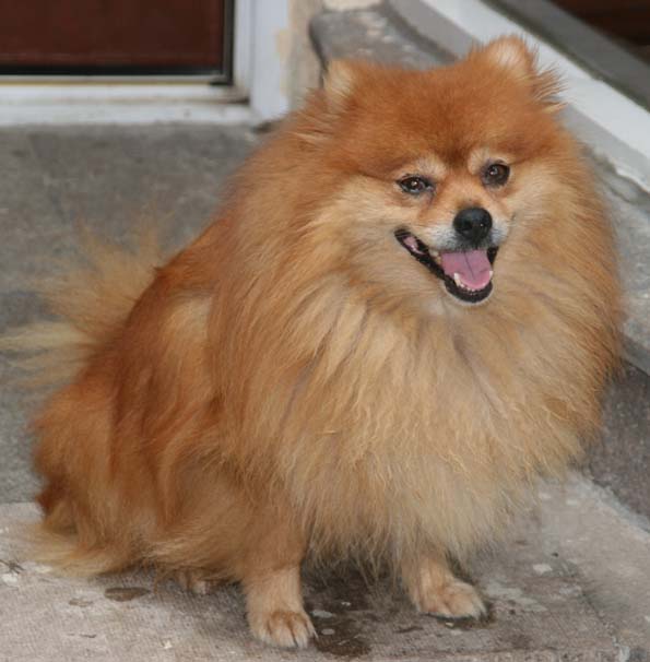 转让宠物狗小博美犬-家养出售-宠物送养区-杭州19楼