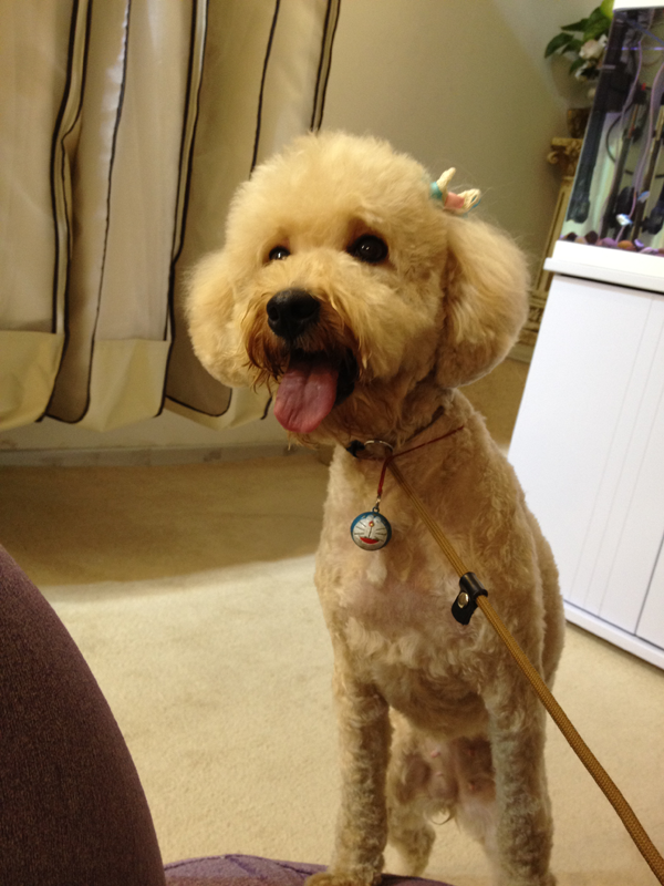 家有香槟色贵宾狗狗 找老公