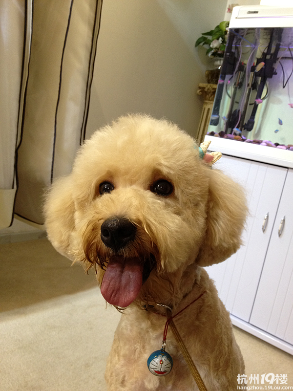 家有香槟色贵宾狗狗 找老公