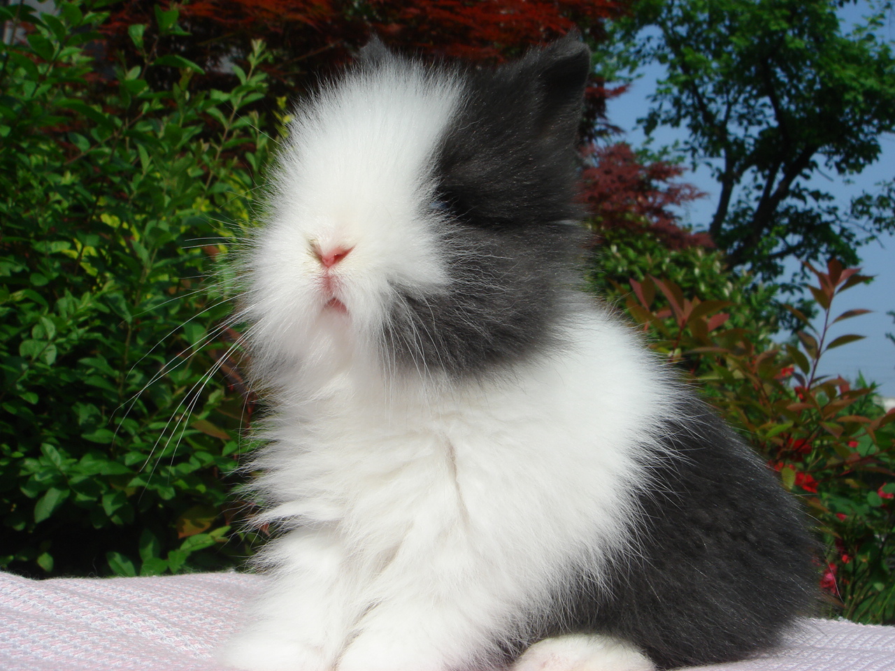 德国安哥拉兔图片图片