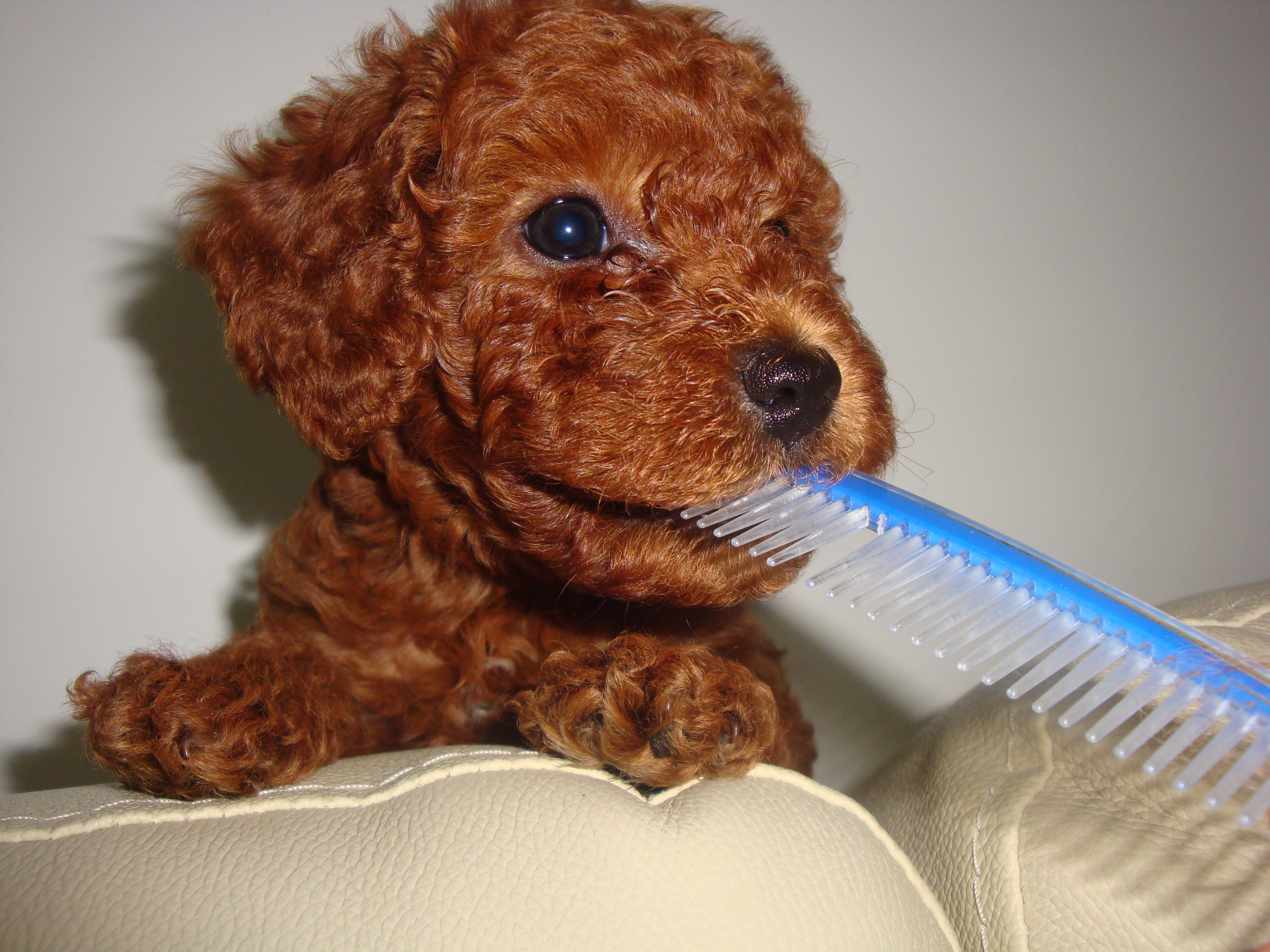 小泰迪找新家了~(45天第一针疫苗已打)