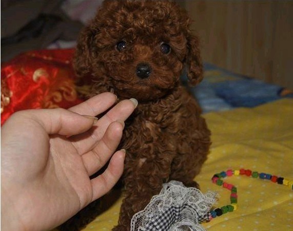 南京哪裡有賣泰迪犬 南京什麼地方有賣好的泰迪熊 南京泰迪犬價格