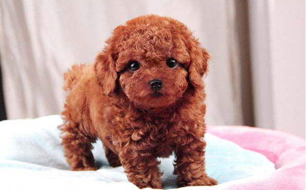 杭州哪里卖泰迪 杭州哪里卖红贵宾 杭州哪里出售狗狗