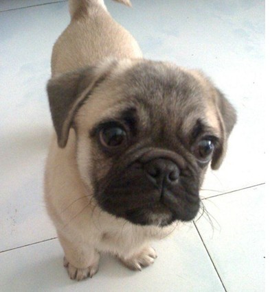 自家小体巴哥串精明漂亮可爱 虎头虎脑 黑溜溜大眼睛