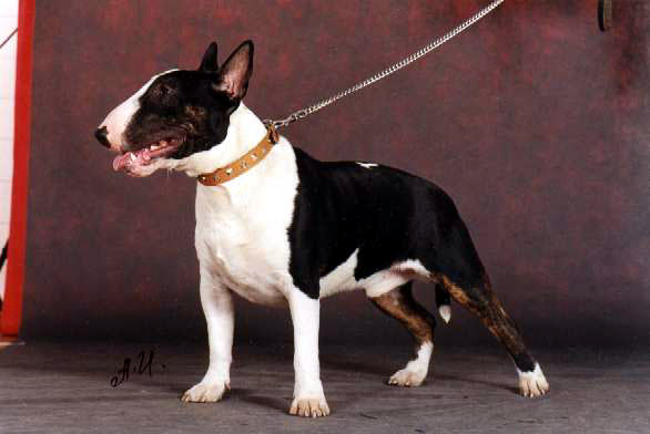 干净牛头梗 海盗眼牛头梗 全白头牛头梗价格南京哪里卖