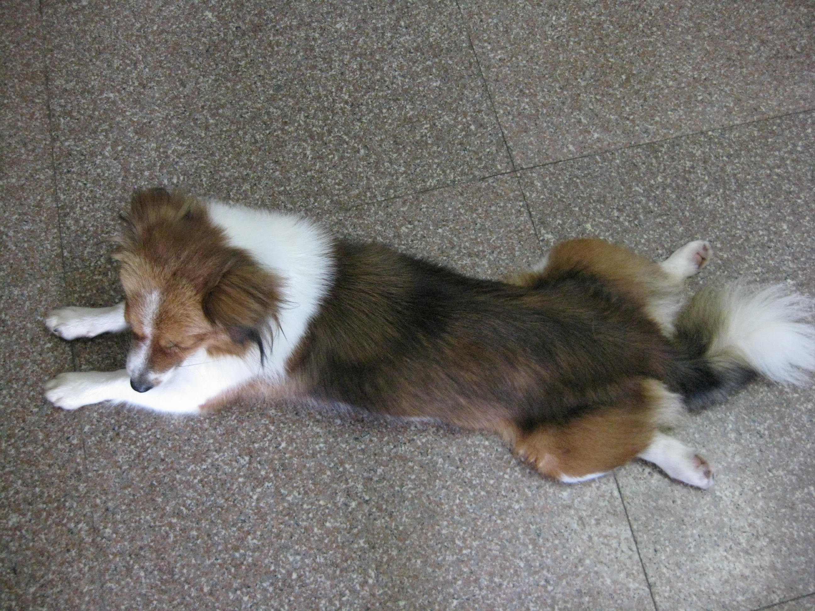 聪明粘人小型喜乐蒂串飘逸白围脖豆丁,求领养!