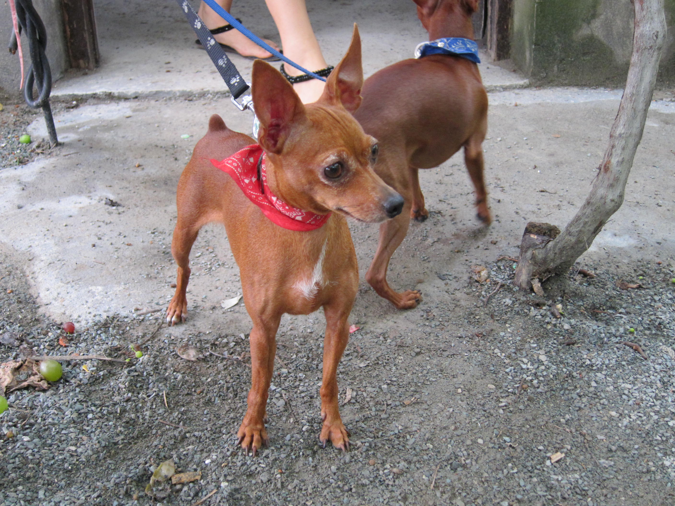 小鹿犬多大图片