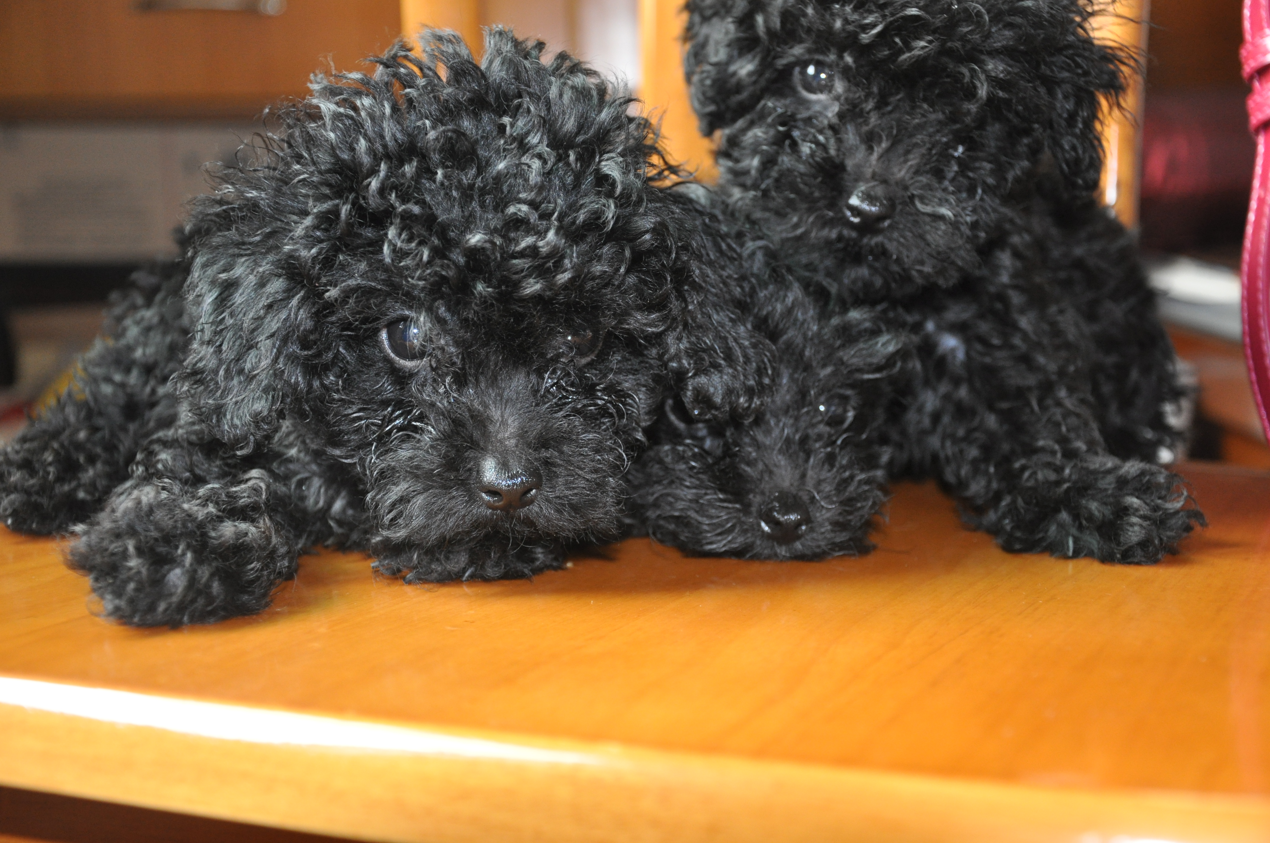 小小黑贵宾~卖萌~(图片陆续更新中.