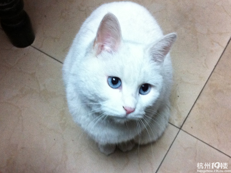 【已领养】美貌の蓝眼长毛大白猫dd找领养
