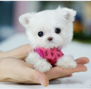 南京什么地方有卖袖珍犬南京哪里卖的袖珍狗比较便宜袖珍市场价