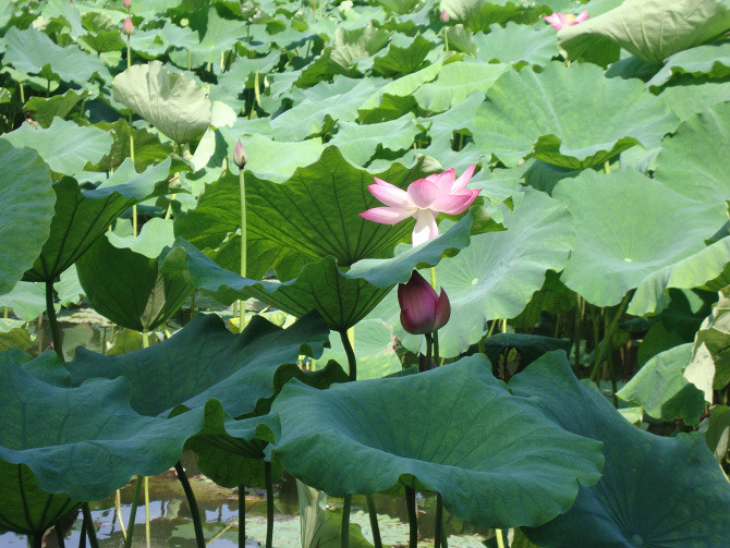 7月份杭州西湖斷橋邊的荷花