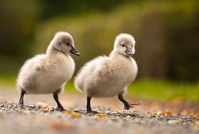 动物摄影:治愈系动物
