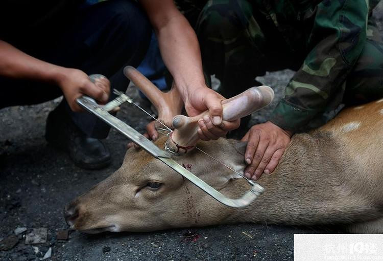 血腥慎入实拍东北残忍割鹿茸现场为了金钱而虐鹿好残忍