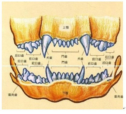 教你怎么从狗狗的牙齿识别它的年龄