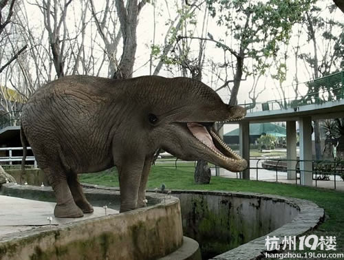 ps带你见识50000年后的地球新物种