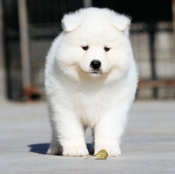 精品澳版微笑天使萨摩耶出售好品相包纯种包健康