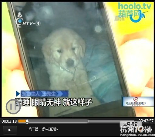 病狗游击队,专门卖病狗!营业执照都是有问题的