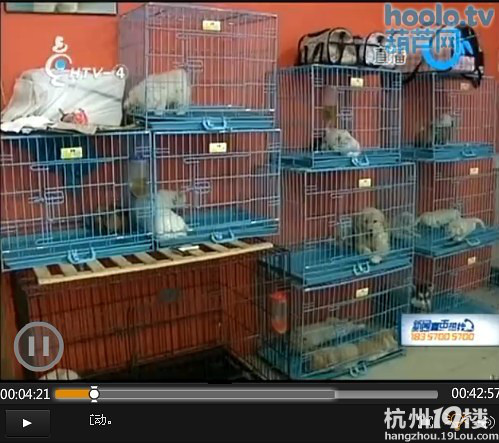 病狗游击队,专门卖病狗!营业执照都是有问题的